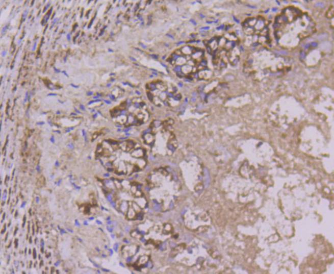 Cytochrome C Rabbit mAb