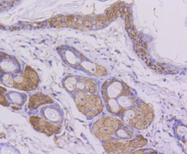 Cytochrome C Rabbit mAb