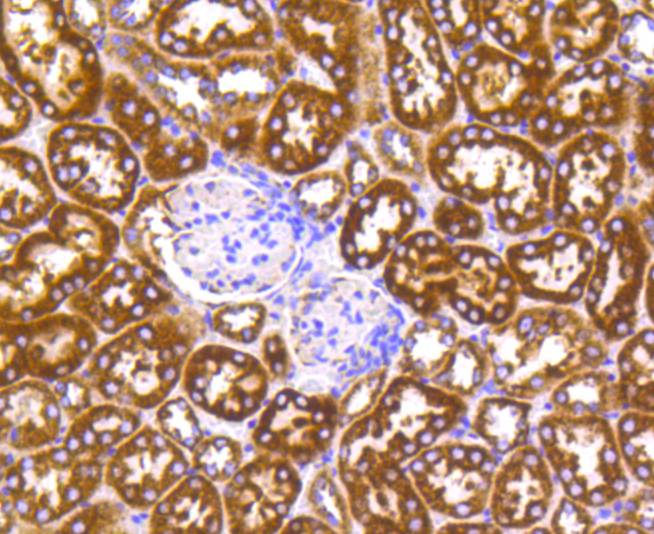 Cytochrome C Rabbit mAb