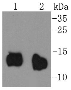 Cytochrome C Rabbit mAb