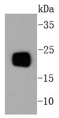 PBP Rabbit mAb