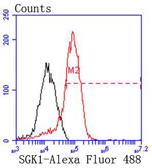 SGK1 Rabbit mAb