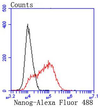 Nanog Rabbit mAb