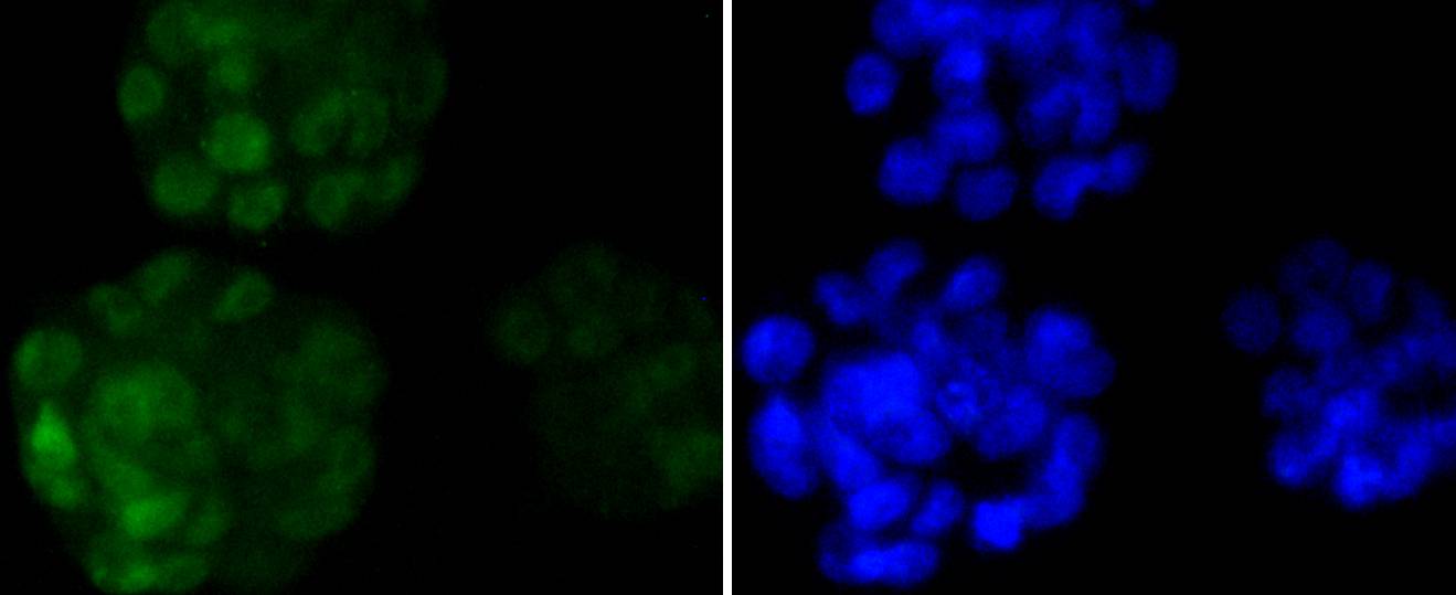 Nanog Rabbit mAb