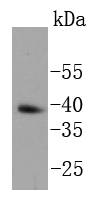 Nanog Rabbit mAb