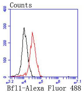 BCL2A1 Rabbit mAb