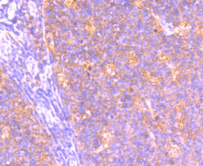 BCL2A1 Rabbit mAb