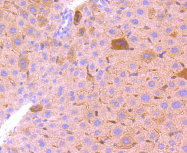 BCL2A1 Rabbit mAb