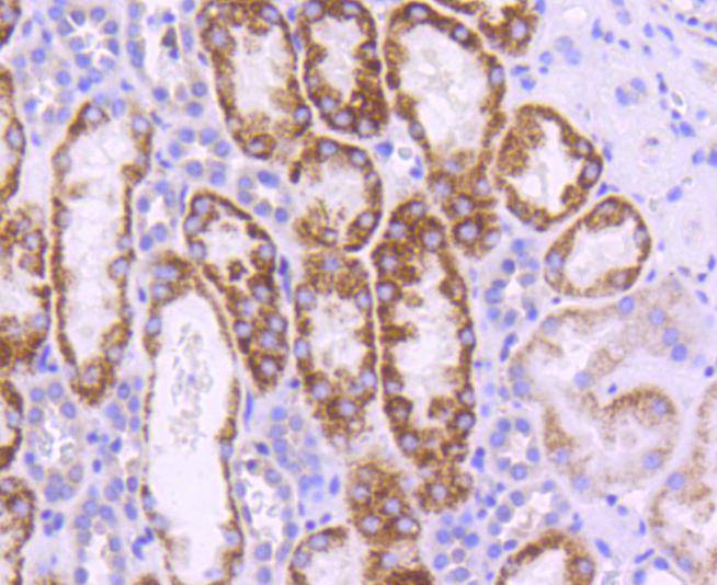 UBC9 Rabbit mAb