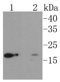 UBC9 Rabbit mAb