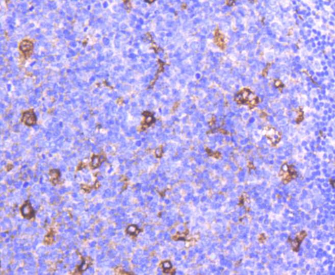 Apolipoprotein E Rabbit mAb