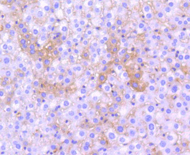 Apolipoprotein E Rabbit mAb