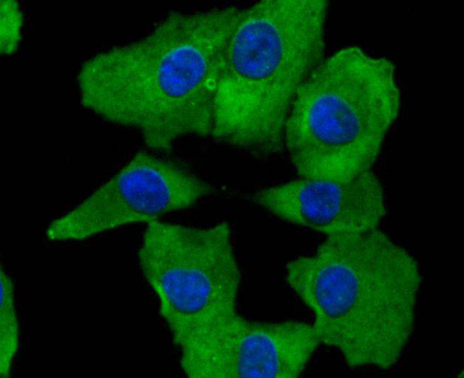 COX2/Cyclooxygenase 2 Rabbit mAb