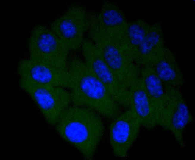 COX2/Cyclooxygenase 2 Rabbit mAb