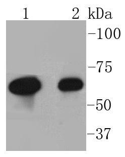 COX2/Cyclooxygenase 2 Rabbit mAb