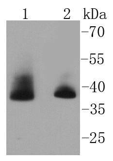 Aurora B Rabbit mAb