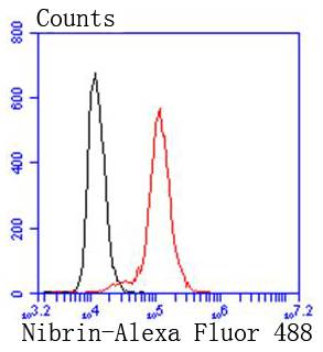 p95 NBS1 Rabbit mAb