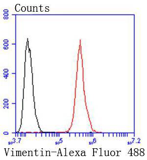 Vimentin Rabbit mAb