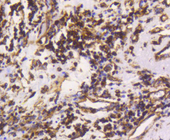 Vimentin Rabbit mAb