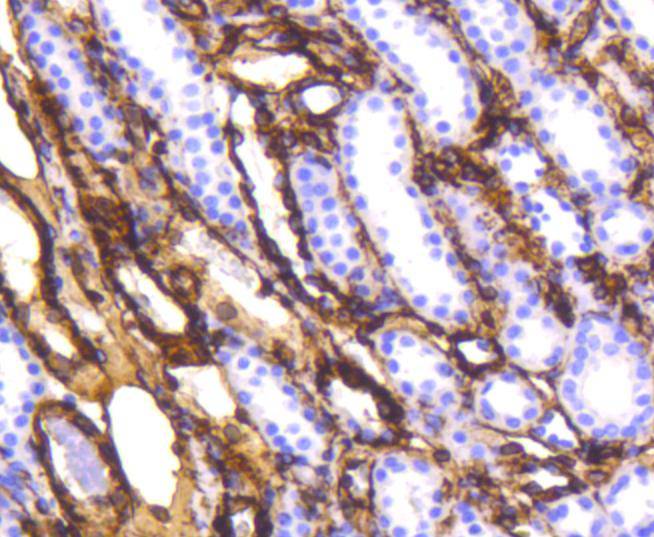 Vimentin Rabbit mAb