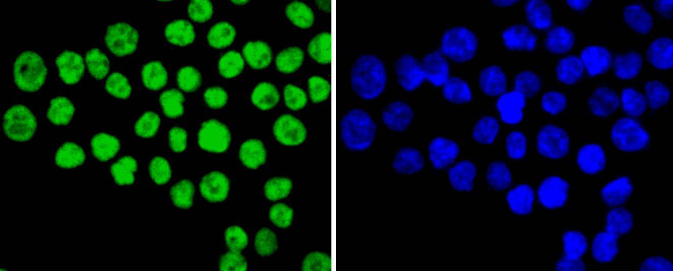 Ku80 Rabbit mAb