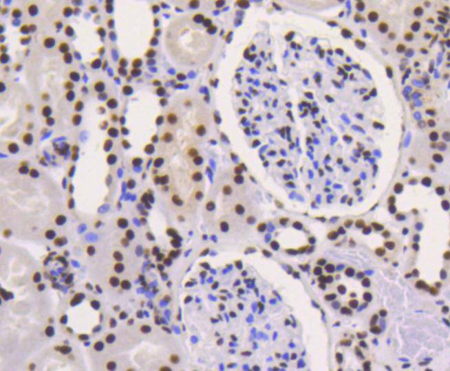 Ku80 Rabbit mAb