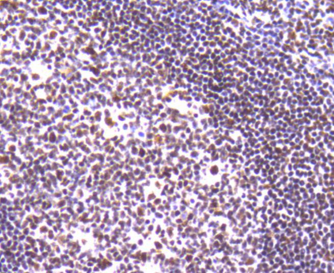 Ku80 Rabbit mAb