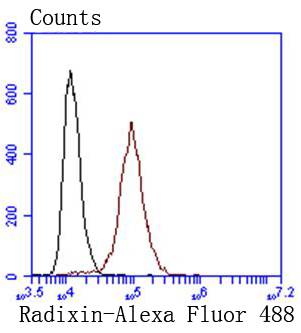 Radixin Rabbit mAb