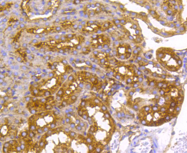 Radixin Rabbit mAb