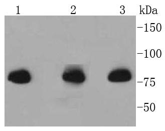 Radixin Rabbit mAb