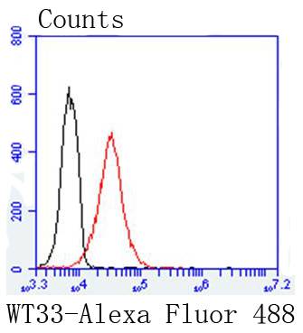 Wilms Tumor Protein Rabbit mAb