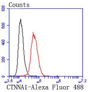 alpha 1 Catenin Rabbit mAb