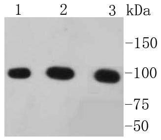 alpha 1 Catenin Rabbit mAb