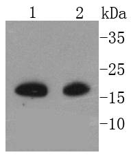 MelanA Rabbit mAb