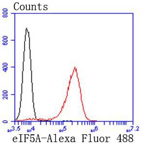 eIF5A Rabbit mAb