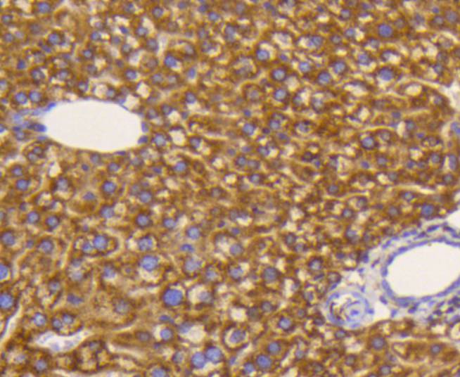 eIF5A Rabbit mAb