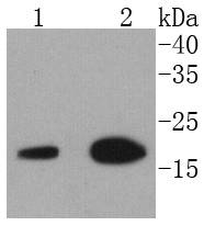 eIF5A Rabbit mAb