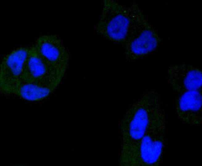 HDAC3 Rabbit mAb