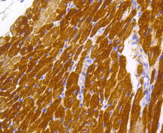 Cardiac Troponin T Rabbit mAb