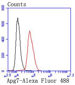 Apg7 Rabbit mAb