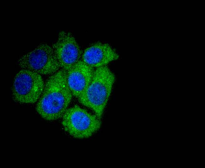 Apg7 Rabbit mAb