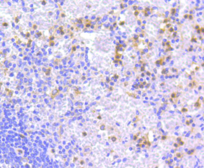 Apg7 Rabbit mAb