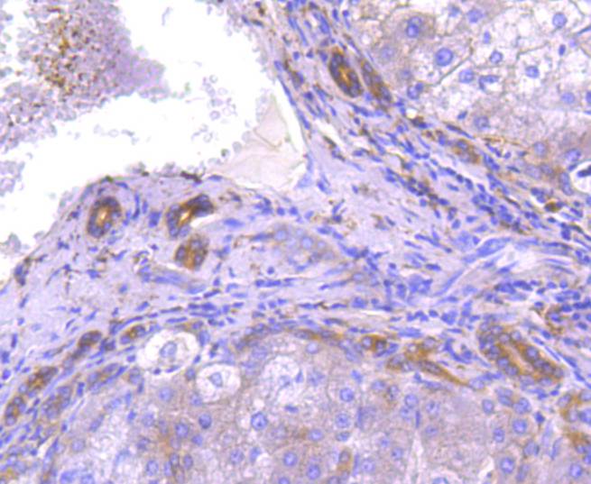 Apg7 Rabbit mAb