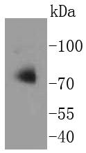 Apg7 Rabbit mAb