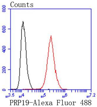 PRP19 Rabbit mAb