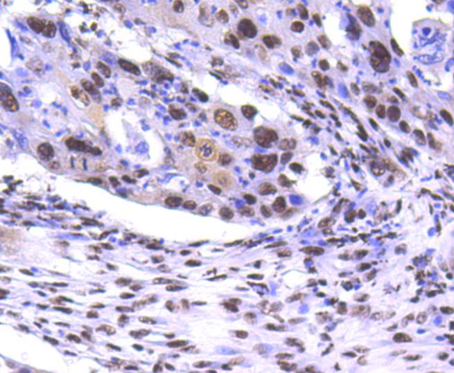 PRP19 Rabbit mAb