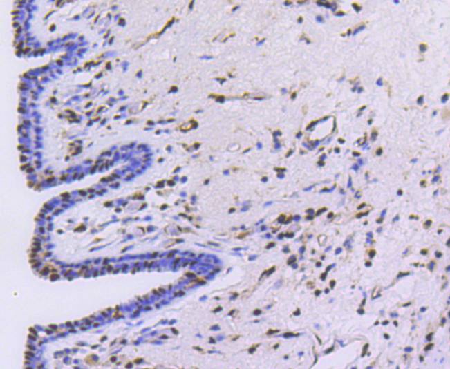 PRP19 Rabbit mAb