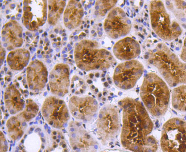 PRP19 Rabbit mAb