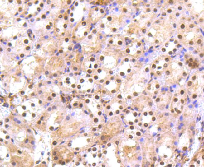 PRP19 Rabbit mAb