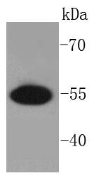 PRP19 Rabbit mAb